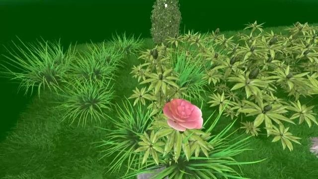 Flowers_rus