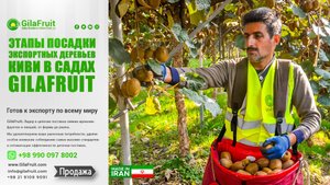 Этапы выращивания киви для экспорта в садах Gilafruit