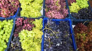 Собрали урожай винограда. 07.09.25.