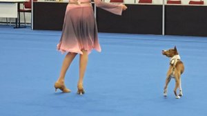 1000013738.mp4.Инна Кафтанова.Показательные выступления по танцам с собаками.Экспофорум.24.08.2025.