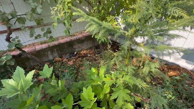 Мой сад в сентябре смотреть онлайн