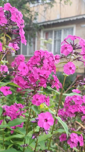 На даче... смотреть онлайн