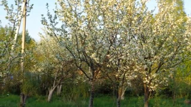 Почему то так хочется жить автор Ирина Черных исполняет Светлана Полыгалова смотреть онлайн