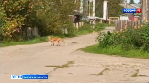 Жители деревни Малая Субботиха обеспокоены частым появлением лисиц