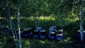 Activity Village Семейная пасека Думченко