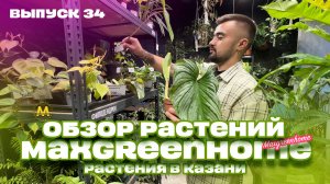 Комнатные/горшечные растения и букеты в Казани. Выпуск 34
