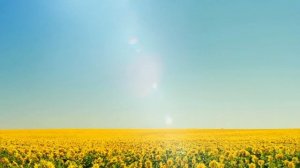 Бескрайнее лето - музыка для релакса, творчества и вдохновения