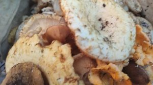 Прогулка не удалась. Однако ....