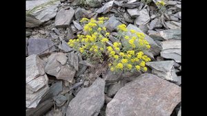 Дружина Партизан кросс-поход 6 км