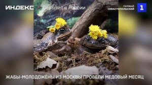 Жабы-молодожёны из Москвы провели медовый месяц