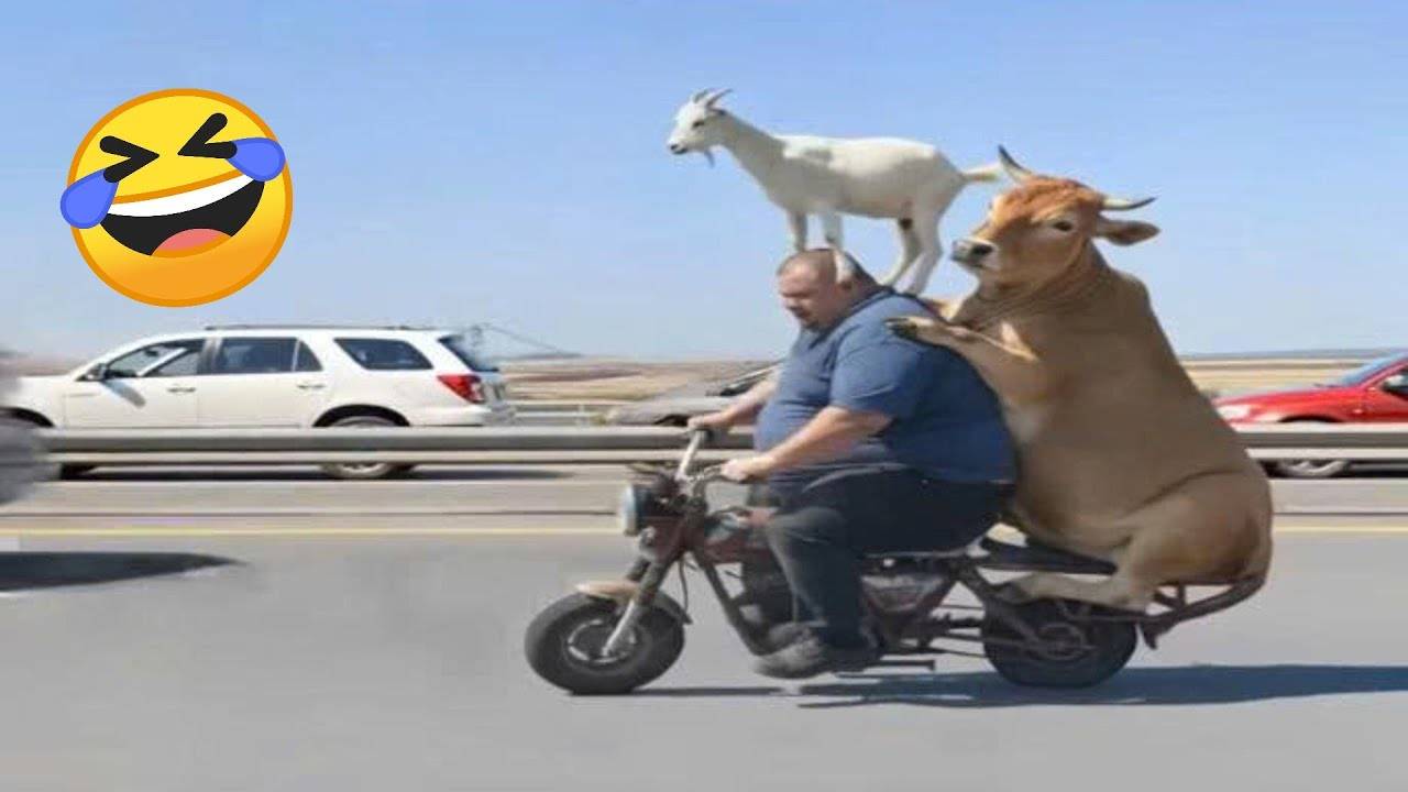 60 МИНУТ НЕВОЗМОЖНО 🤣 ОСТАНОВИТЬСЯ СМЕЯТЬСЯ САМЫЕ НЕЛЕПЫЕ И РЖАЧНЫЕ ПРИКОЛЫ 2025 УГАРНАЯ ПОДБОРКА смотреть онлайн