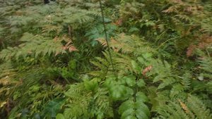 Как собирать грибы? За лисичками  лес!