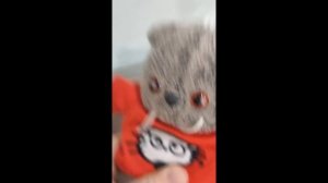 повторяем повторяем Басятки