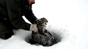 Ох уж эти Нейросети!