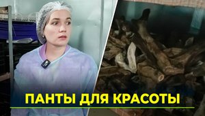 На Ямале начали перерабатывать панты северных оленей для косметических средств и бадов