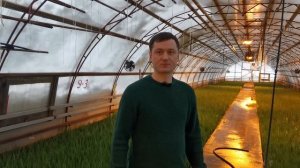 БИЗНЕС ЗИМОЙ. ВЫГОНКА ЛУКА НА ПЕРО. БИЗНЕС ИДЕЯ