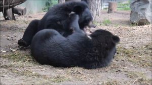 Уссурийские медвежата устроили игры после завтрака 26.08.2025