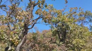 Приближение осени .