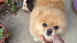 Ранние, утренние гуляния.