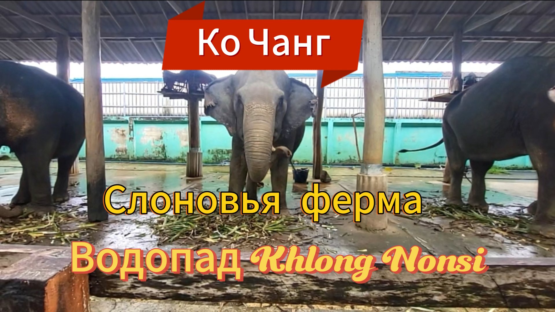 14 серия. Выселяемся из отеля Centara и навестив слонов отправляемся к водопаду Клонг Нонси. смотреть онлайн