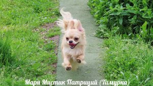 Уважаемые покупатели, уточняйте сначала за какую цену вы ищите щенка. #купить_чихуахуа