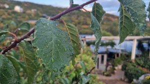 Песенная Медитация на Чайном Дворике 🎼🎧🎻🔥 11.09.2025