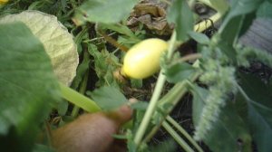 Вчера пытался отследить родство тыквы по веткам