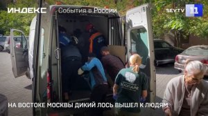 На востоке Москвы дикий лось вышел к людям