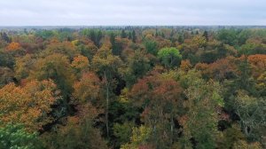 Broadleaf forest. Summer vs. Autumn (short edion) / Широколиственный теневой лес. Лето против Осени