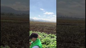 DokaGene (ДГТ). Широкая линейка сортов картофеля ООО "ДГТ" на предприятии Совхоз Тепличный, Сахалин