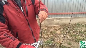 Как посадить дерево,саженец,куст???