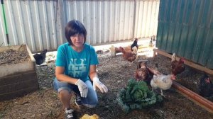 Как живёт летний курятник с птицей? Куры, индюки, бройлеры, перепёлки и утки - уход за птичником.