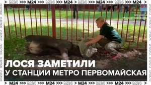 Лося заметили возле станции метро "Первомайская" в Москве - Москва 24