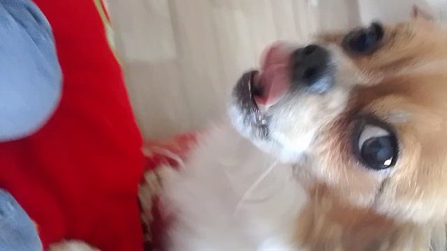 поющия собака
