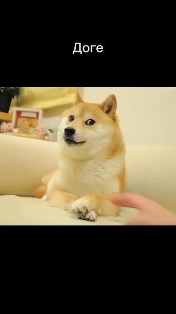 #смерть#доге#максвелл#эльгато#рекомендации смотреть онлайн