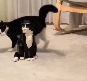 #вирусныймир #студенческийюмор #самыесмешные #кошкадома #котомир #вирусныешутки #кот #sleepycat