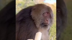 Подозрительная обезьяна.mp4