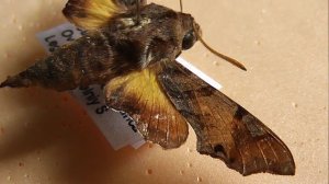 БРАЖНИКИ: 609. Temnora pylas