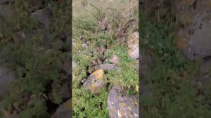 Верхняя Болкария