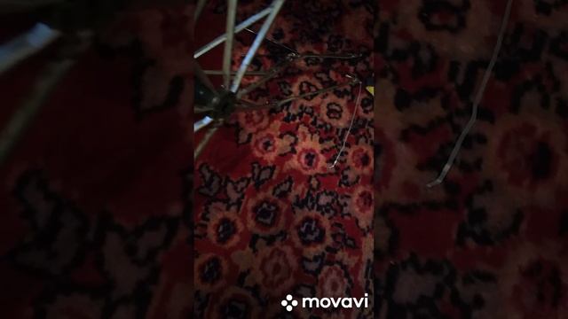 Ремонт зонта смотреть онлайн