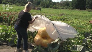 Тыква-гигант весом более 350 кг выросла в селе Кёршинских Борках
