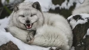 Шутить станут? .. вряд ли