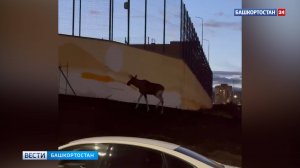 В Уфе на улице Рудольфа Нуреева во двор забежал лось