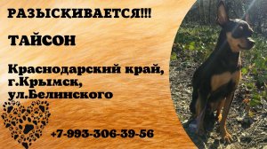 Пропала собака! ТАЙСОН.  Краснодарский край,  г. Крымск