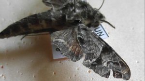 БРАЖНИКИ: 607. Temnora prokopci