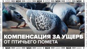 Водители в РФ смогут получить компенсацию за повреждение краски авто от птичьего помета - Москва 24