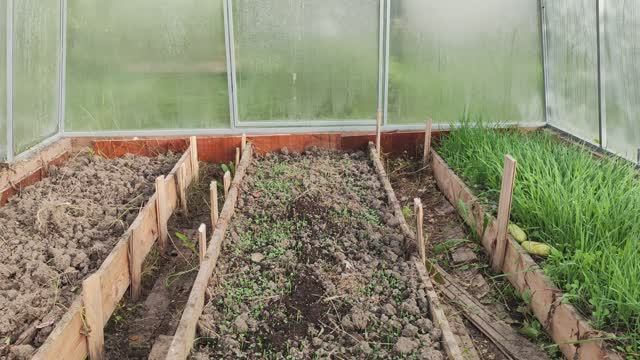 Сидераты - ленивое земледелие