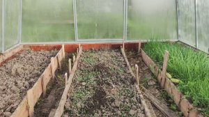 Сидераты - ленивое земледелие