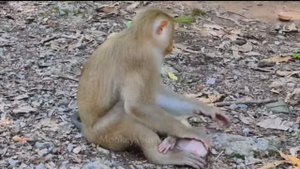 Макака Луна не очень церемонится со своим детёнышем Люцией    1000033182.mp4