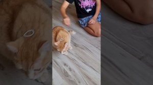 Ника играет с Роней! Чуть не укусил!